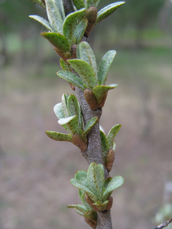 Image of Hippophae rhamnoides specimen.