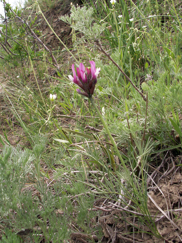 Изображение особи Astragalus angustissimus.