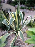 Agave variety marginata