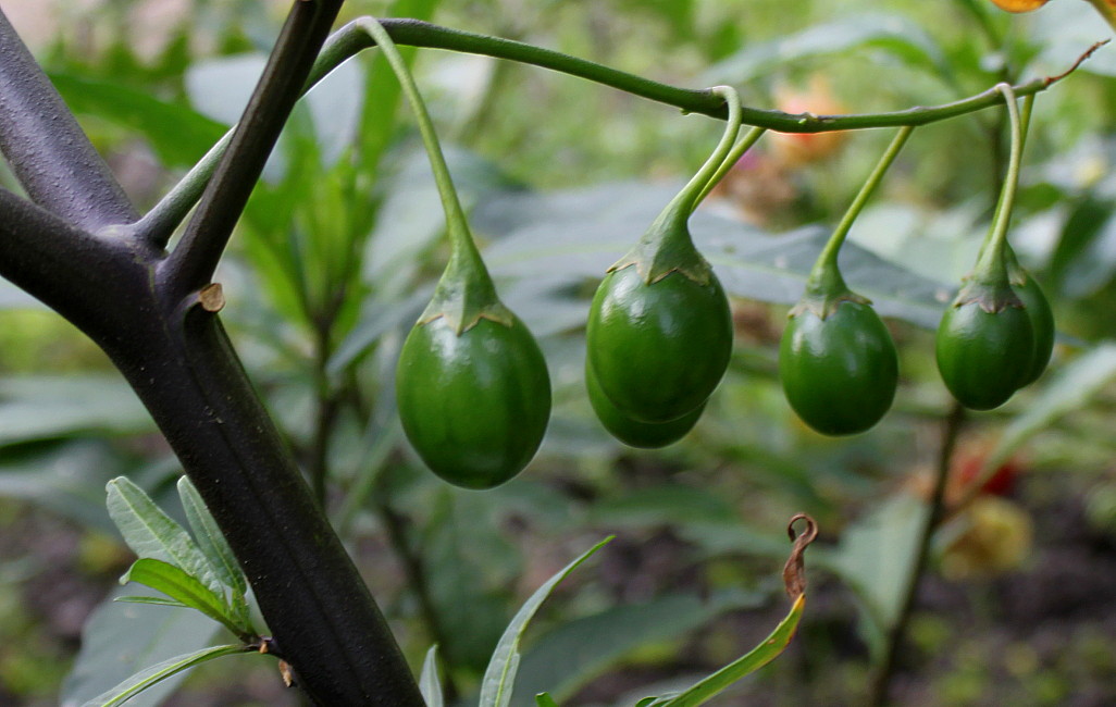 Изображение особи Solanum laciniatum.