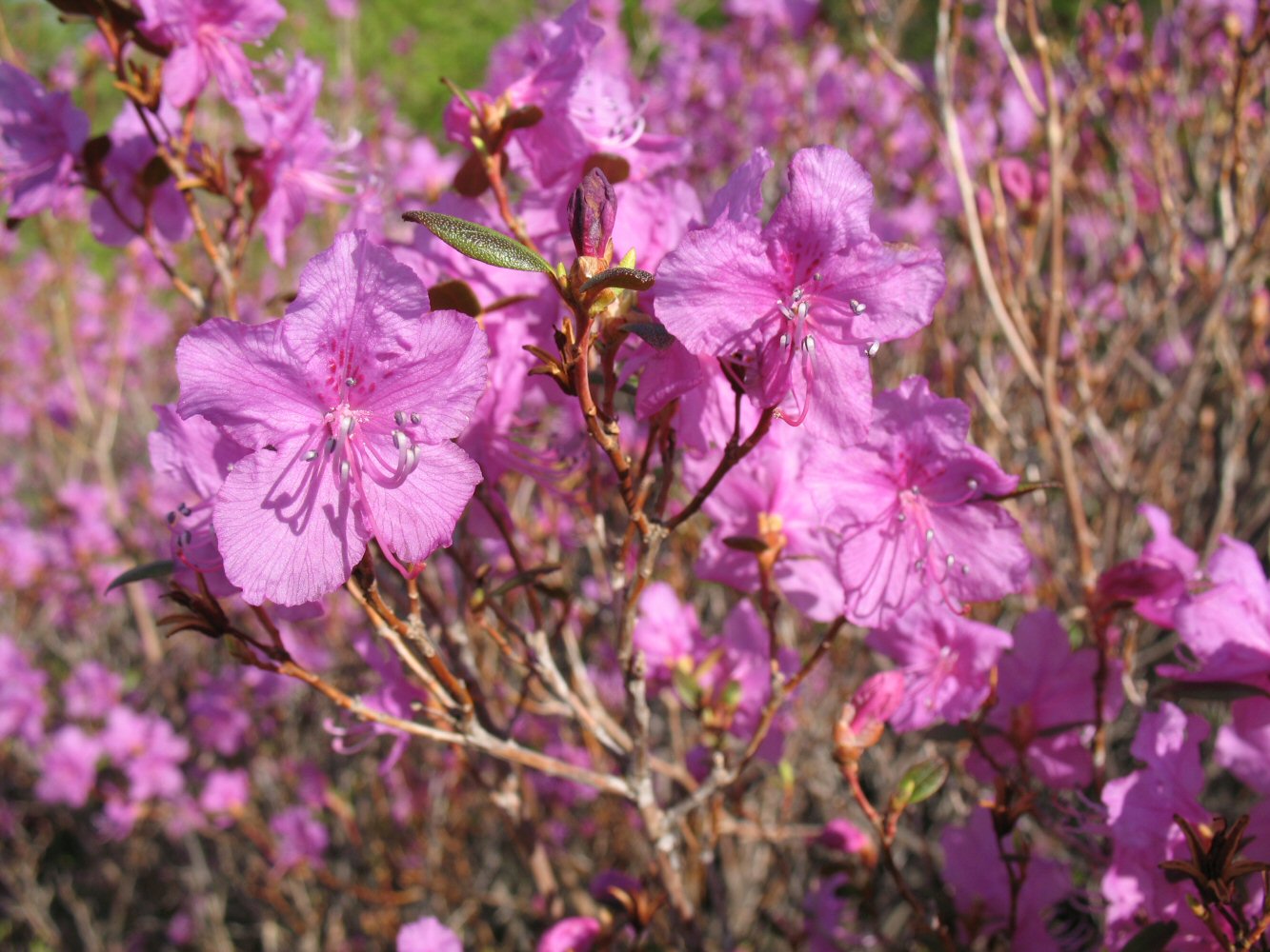 Рододендрон Даурский (Rhododendron dauricum)