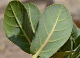 Calotropis procera. Листья (вид с обратной стороны). Израиль, центральная Арава, пос. Сапир. 19.03.2013.