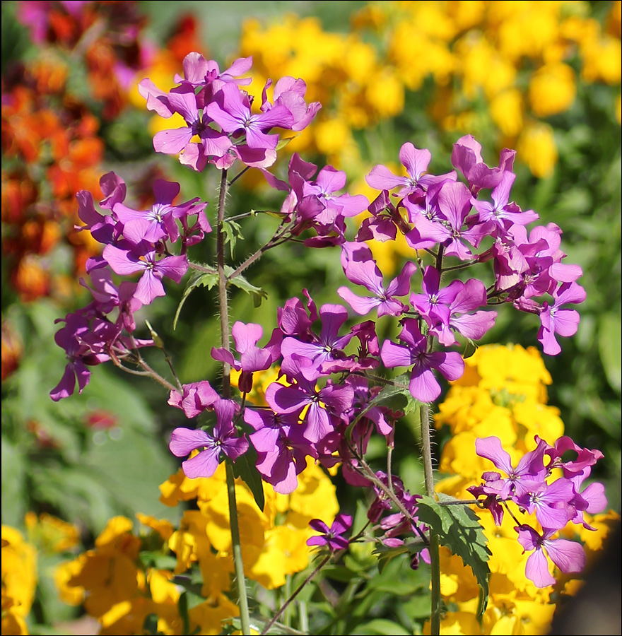 Изображение особи Lunaria annua.