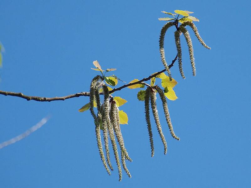 Image of Populus tremula specimen.