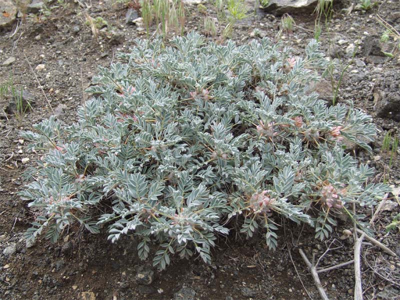 Изображение особи Astragalus meyeri.