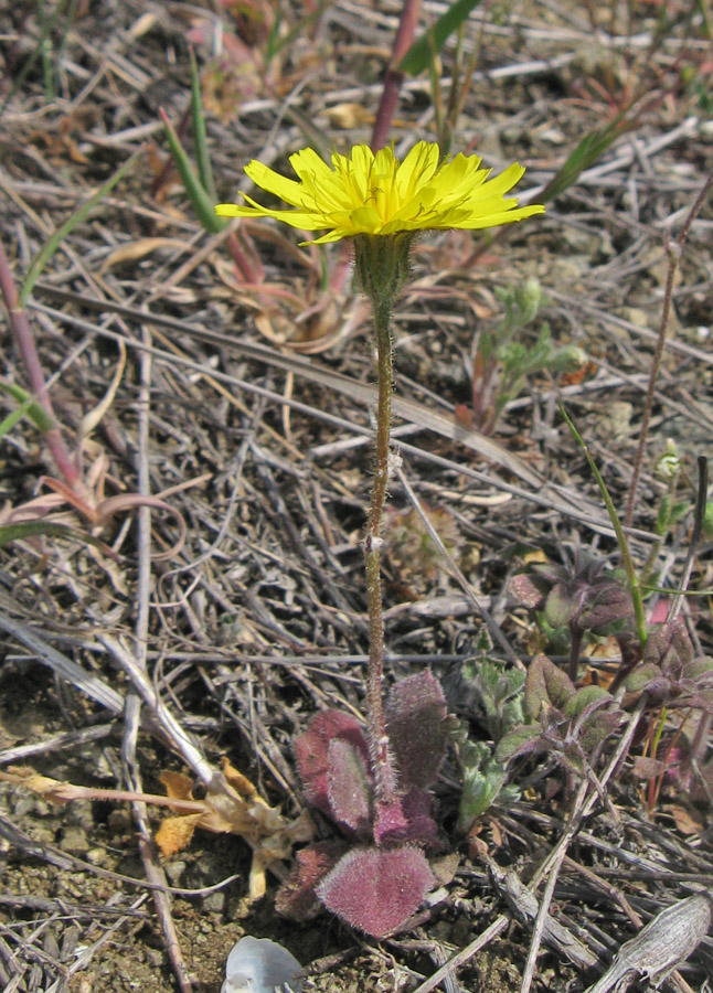 Image of Lagoseris sancta specimen.