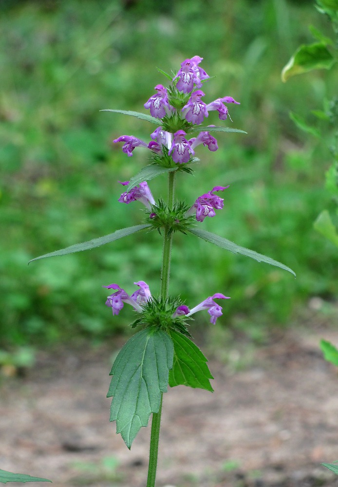 Image of Galeopsis ladanum specimen.