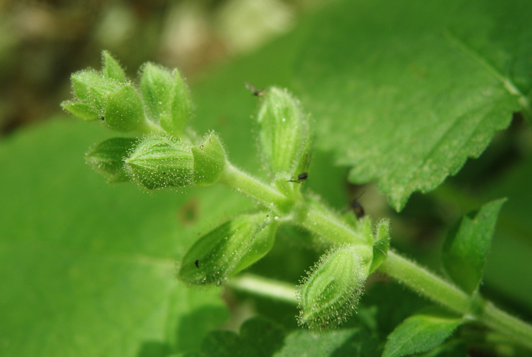 Image of Salvia glutinosa specimen.