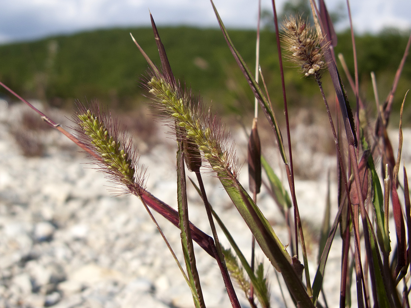 Image of Setaria viridis specimen.