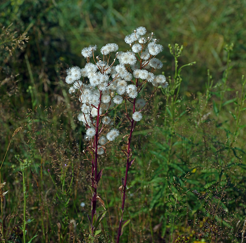 Изображение особи род Erigeron.