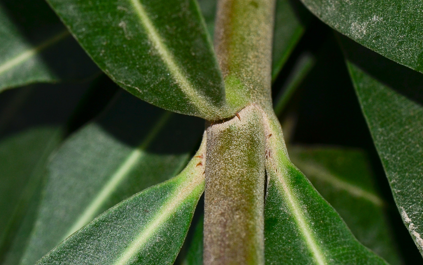 Image of Nerium oleander specimen.