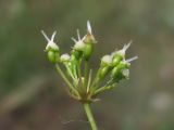 Physospermum cornubiense