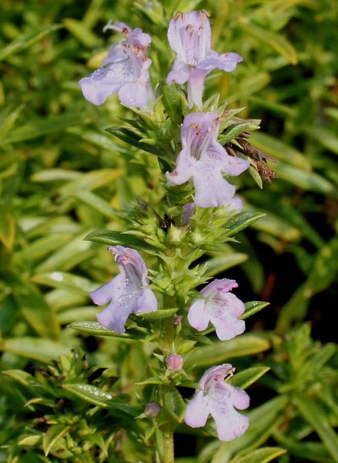 Image of genus Satureja specimen.