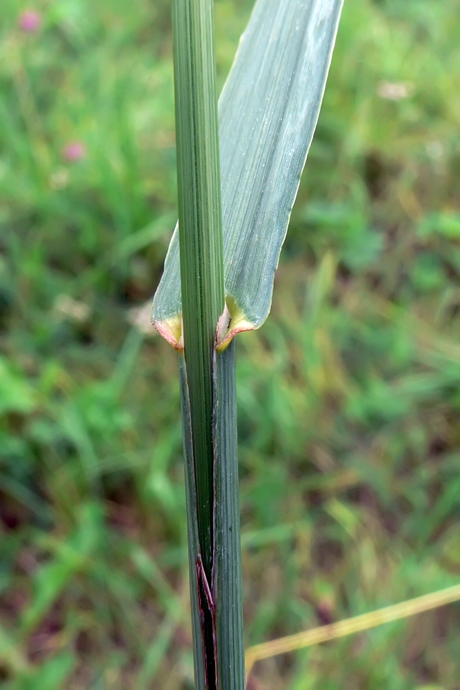 Изображение особи Bromopsis inermis.