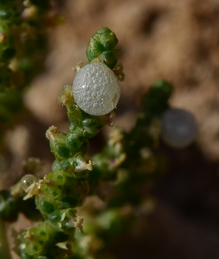 Image of Salsola imbricata specimen.