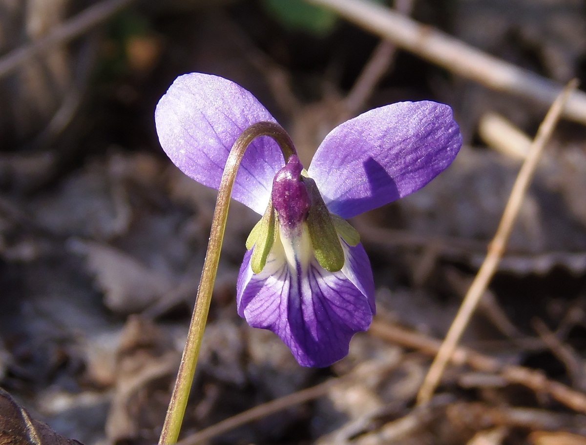 Image of Viola odorata specimen.