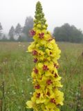 Verbascum nigrum. Соцветие. Московская обл, окрестности ЗБС МГУ. Июль 2007 г.