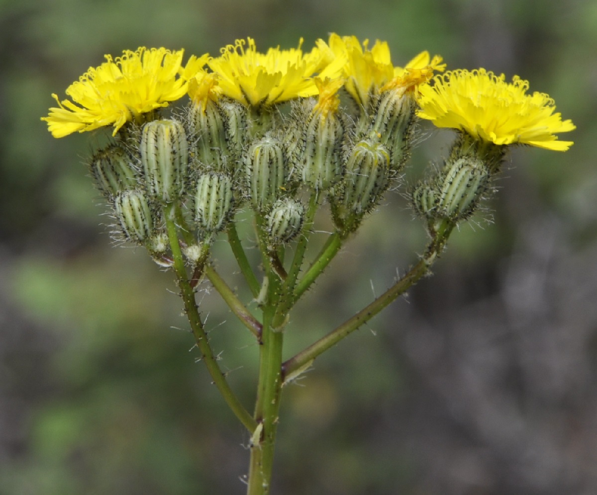 Image of genus Pilosella specimen.