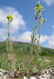 Potentilla callieri