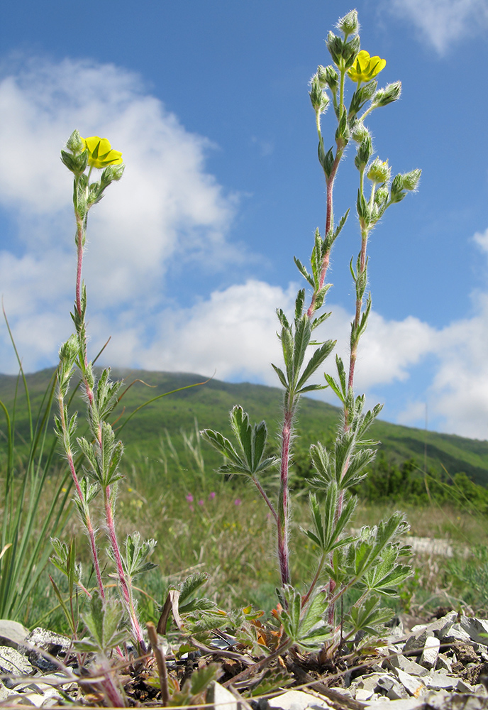 Image of Potentilla callieri specimen.