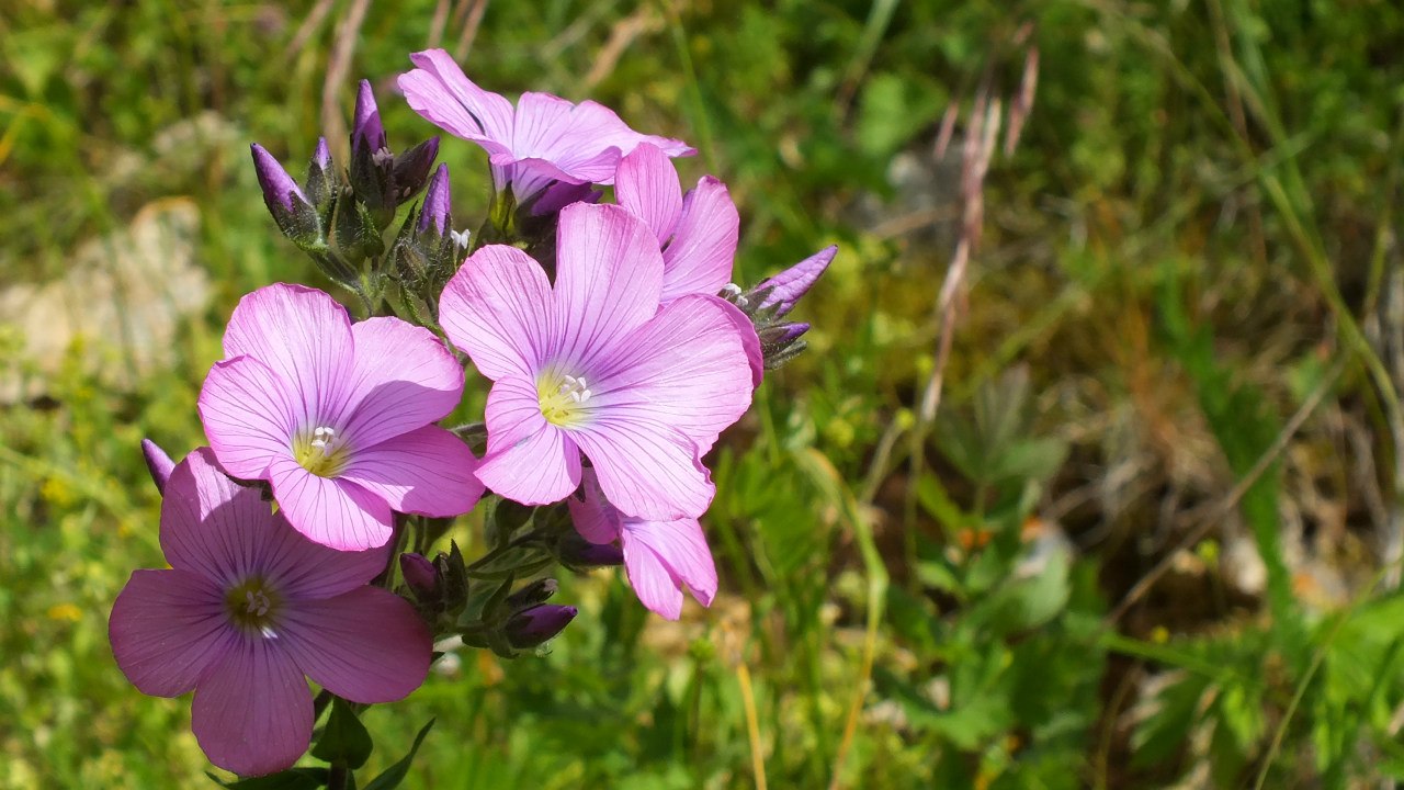 Image of Linum hypericifolium specimen.