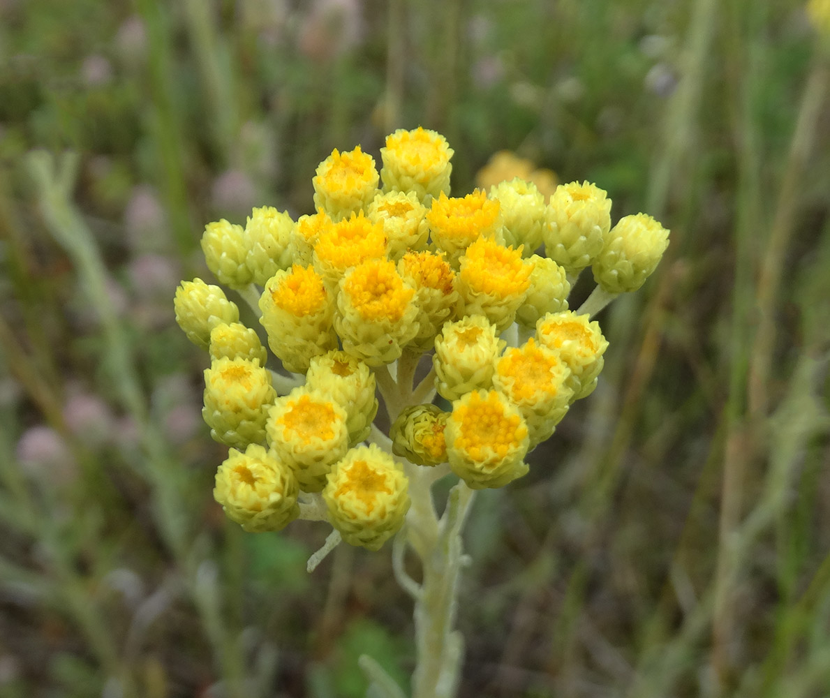 Image of Helichrysum arenarium specimen.