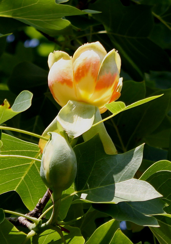 Тюльпанное дерево фото и описание
