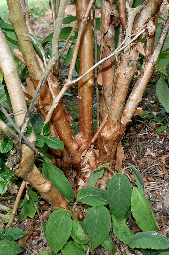 Image of Hydrangea strigosa specimen.