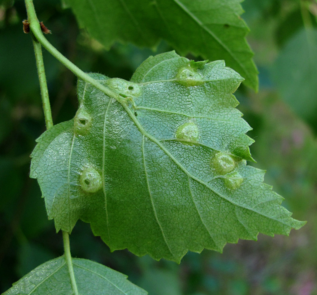 Image of Betula pubescens specimen.