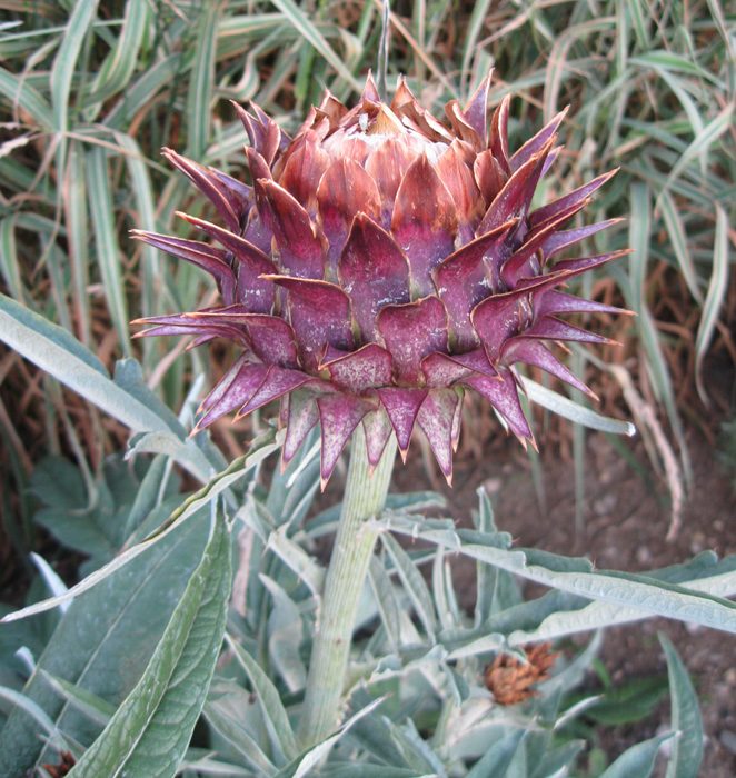 Изображение особи Cynara scolymus.