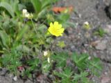 Potentilla vulcanicola. Соцветие. Камчатский край, Елизовский район, подножье Авачинского вулкана, горная тундра. 11.07.2008.