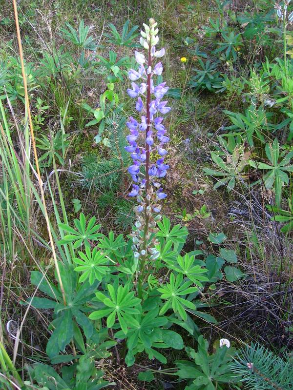 Image of Lupinus polyphyllus specimen.