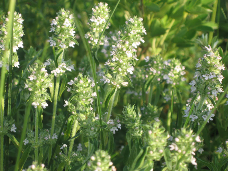 Image of Thymus marschallianus specimen.