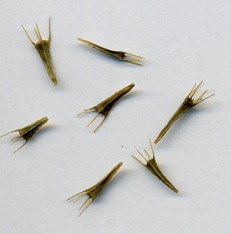 Image of Bidens cernua specimen.