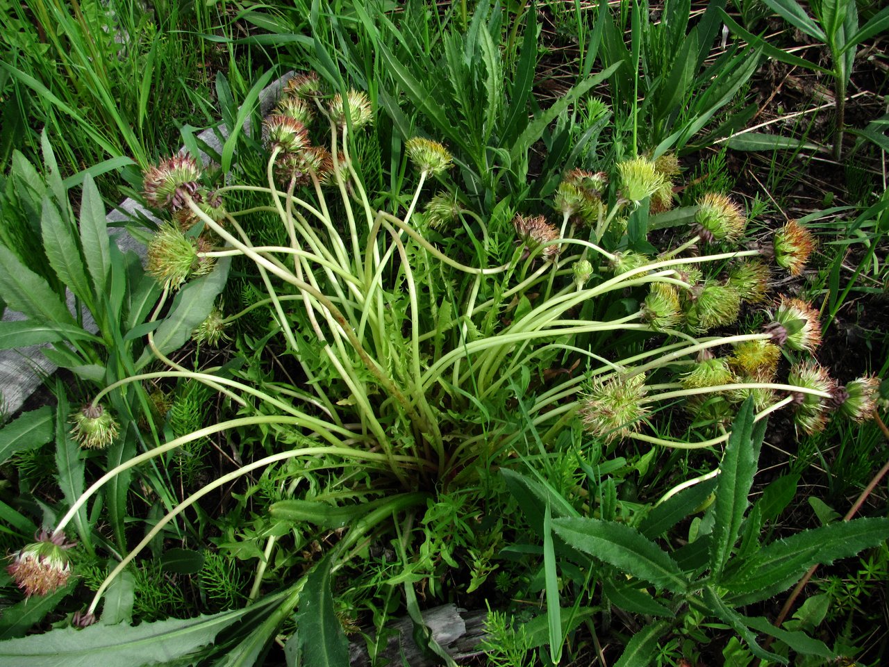 Image of Taraxacum officinale specimen.