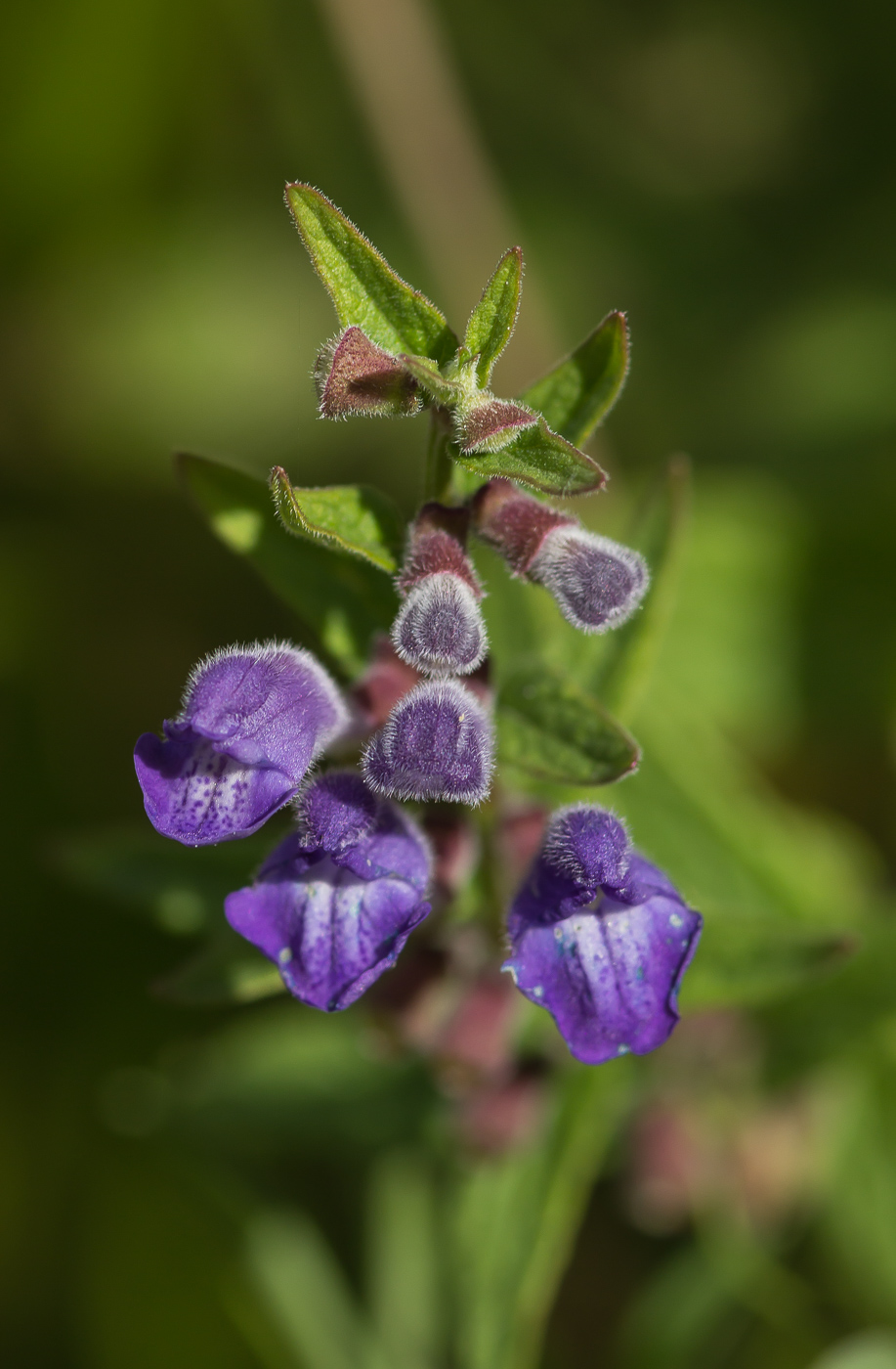 Image of Scutellaria galericulata specimen.