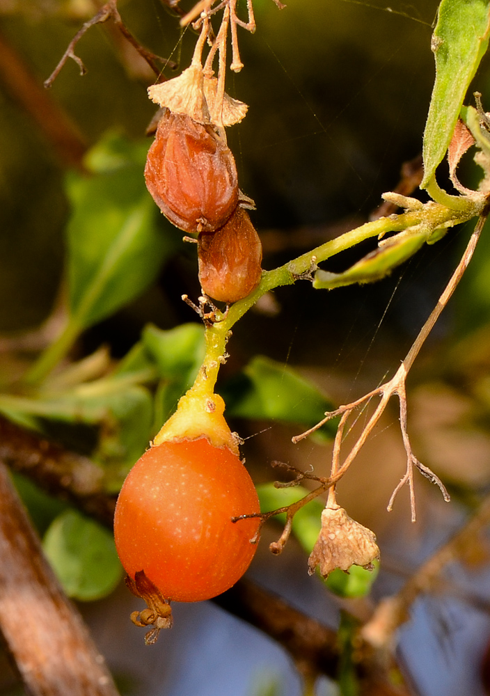 Изображение особи Cordia sinensis.