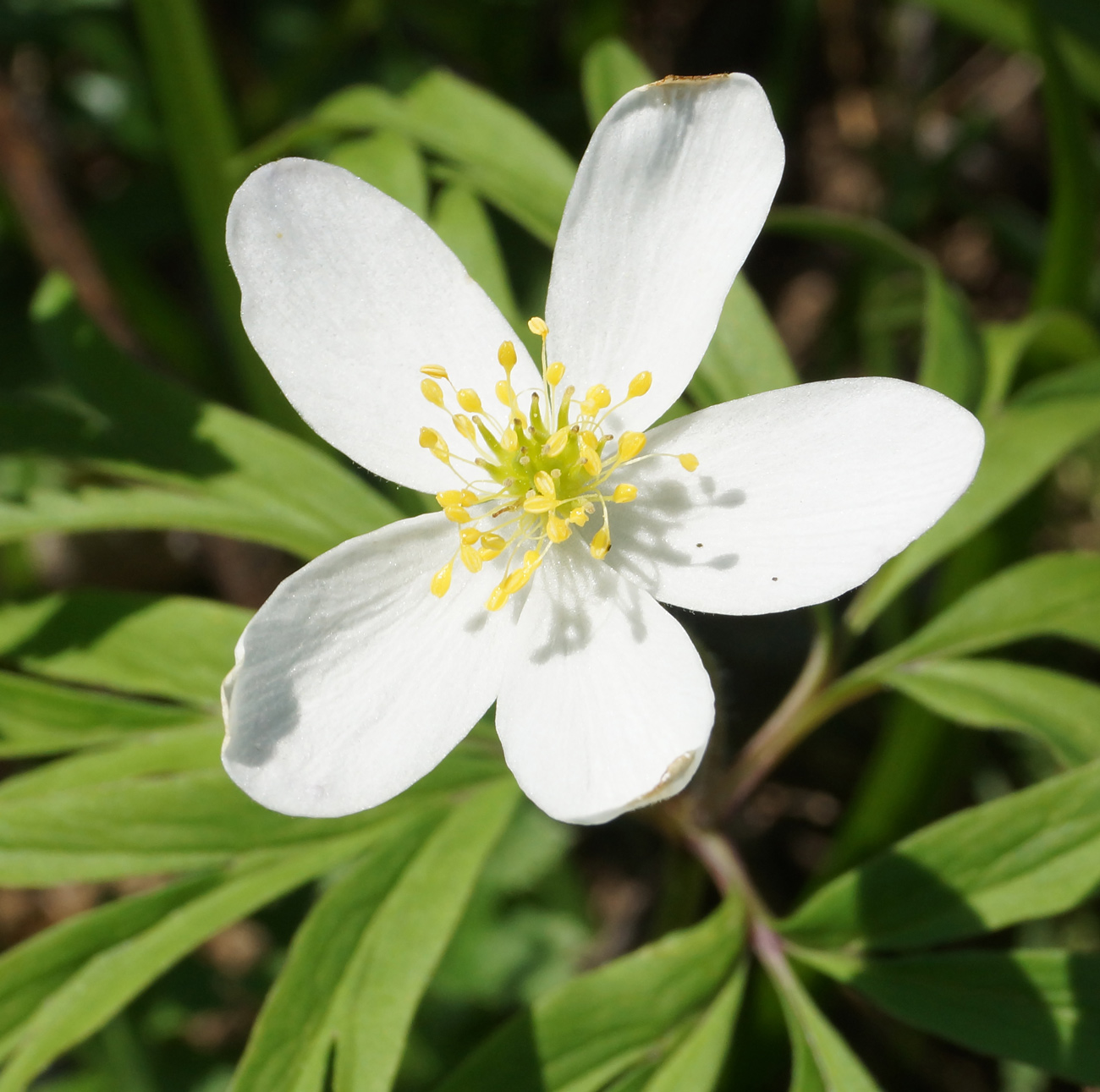 Image of Anemone caerulea specimen.