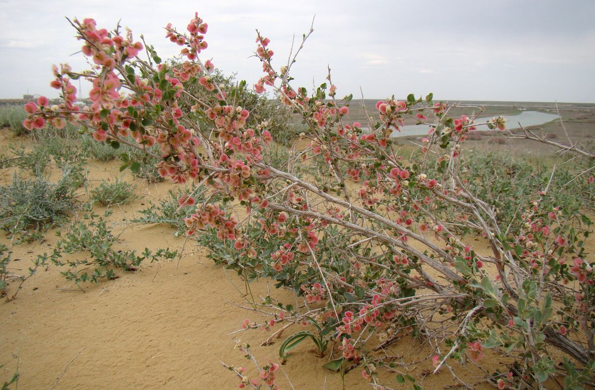 Image of Atraphaxis spinosa specimen.