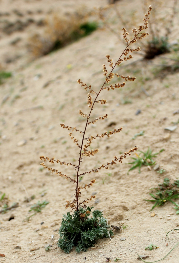 Изображение особи Artemisia scoparia.