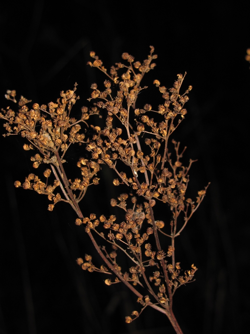 Изображение особи Filipendula ulmaria.