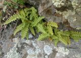 Woodsia ilvensis