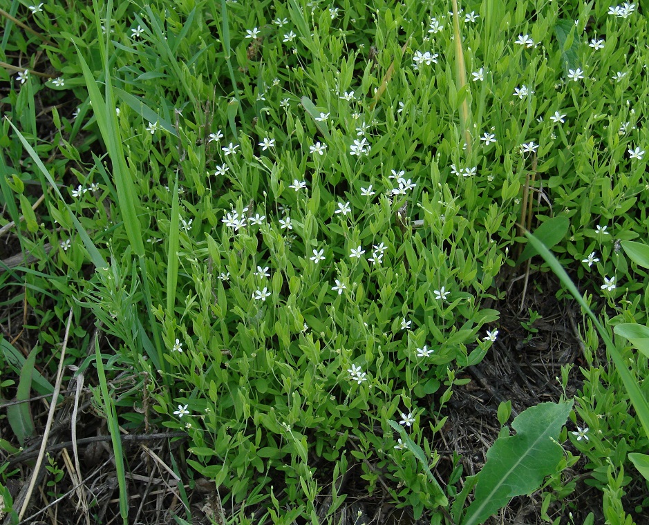 Image of Moehringia lateriflora specimen.