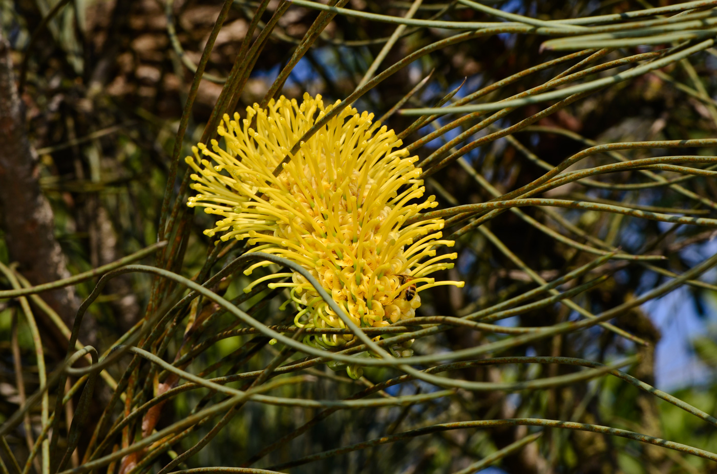 Изображение особи Hakea chordophylla.