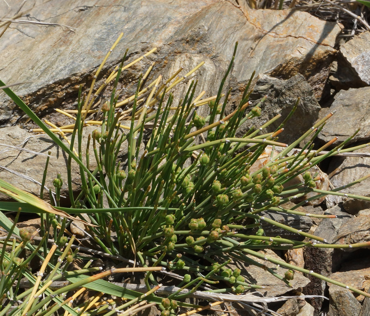 Image of Ephedra dahurica specimen.