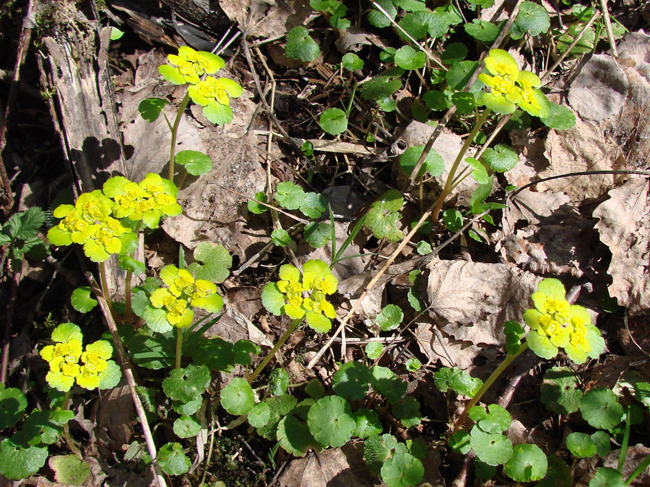 Image of Chrysosplenium alternifolium specimen.