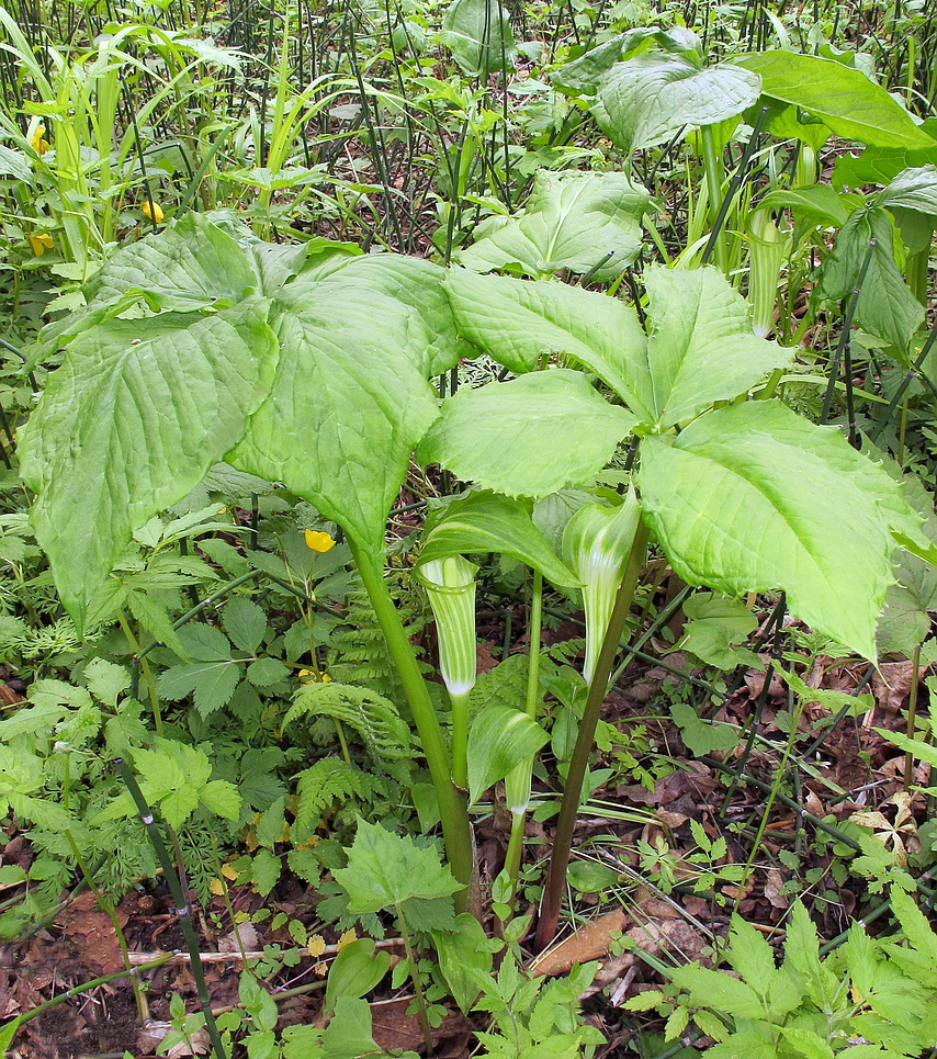 Изображение особи Arisaema komarovii.