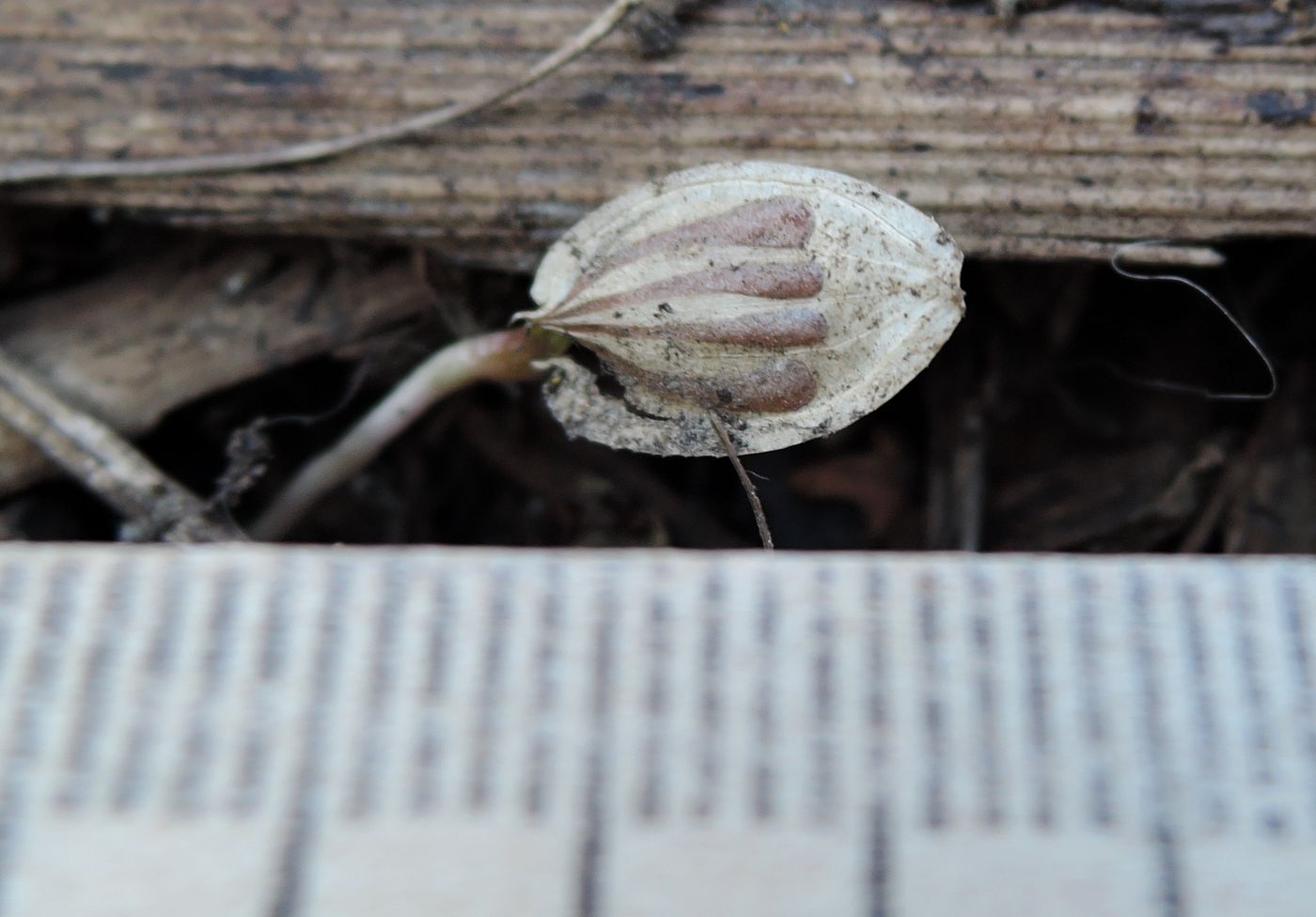 Image of Heracleum sosnowskyi specimen.