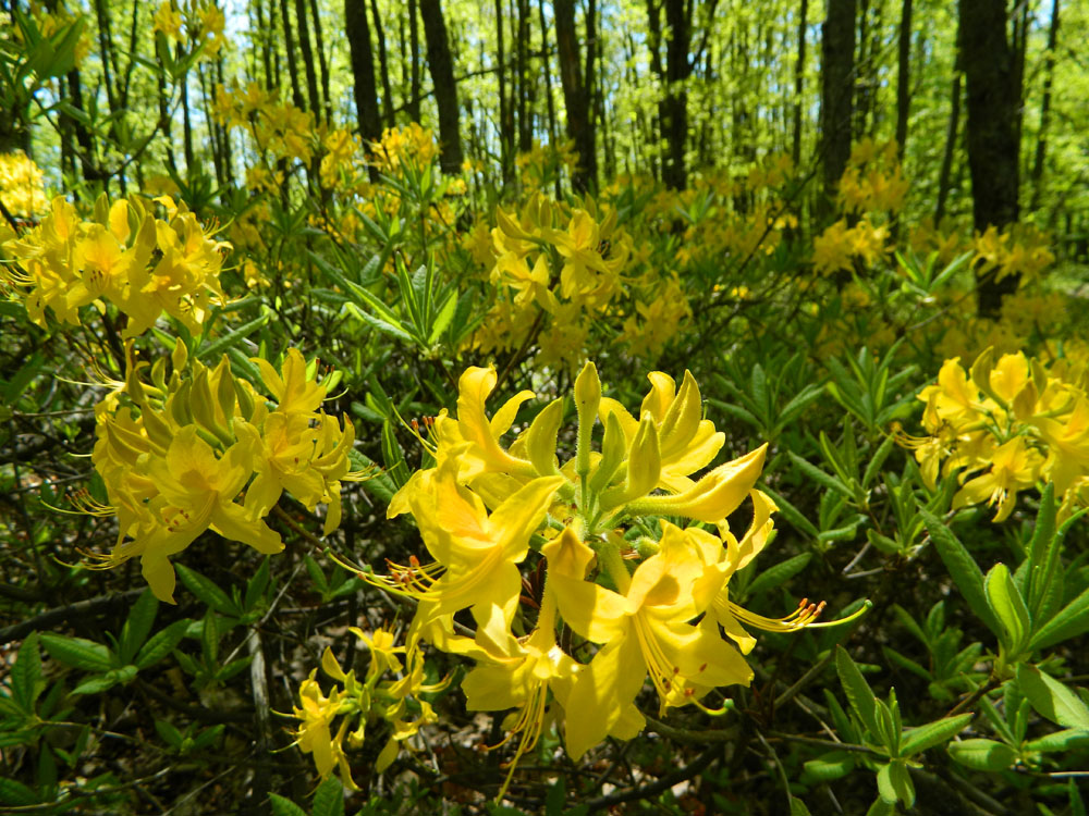 Изображение особи Rhododendron luteum.