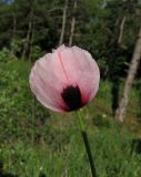 Papaver stevenianum